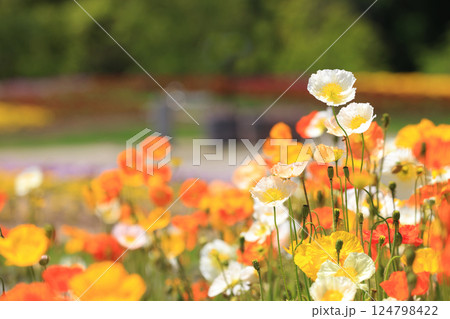 アイスランドポピー1342 124798422