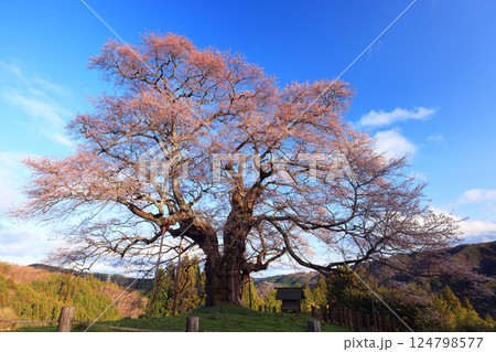 醍醐桜8892 124798577
