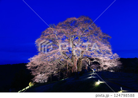醍醐桜8948 醍醐桜8948 124798588