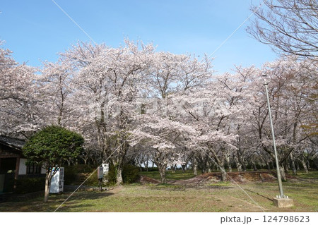 青空を背景に満開の桜の花が映える城山公園桜まつりの風景 青空を背景に満開の桜の花が映える城山公園桜まつりの風景 124798623