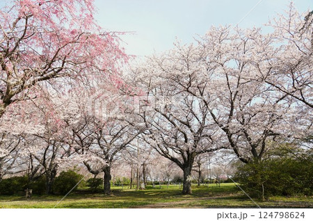 青空を背景に満開の桜の花が映える城山公園桜まつりの風景 青空を背景に満開の桜の花が映える城山公園桜まつりの風景 124798624