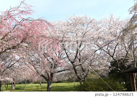 青空を背景に満開の桜の花が映える城山公園桜まつりの風景 青空を背景に満開の桜の花が映える城山公園桜まつりの風景 124798625
