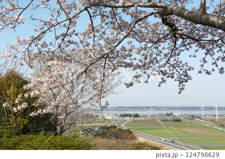 青空を背景に満開の桜の花が映える城山公園桜まつりの風景 青空を背景に満開の桜の花が映える城山公園桜まつりの風景 124798629