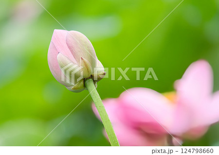綺麗な古代蓮の蕾 124798660