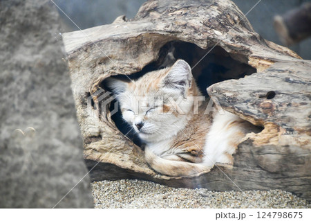 眠るスナネコ 124798675