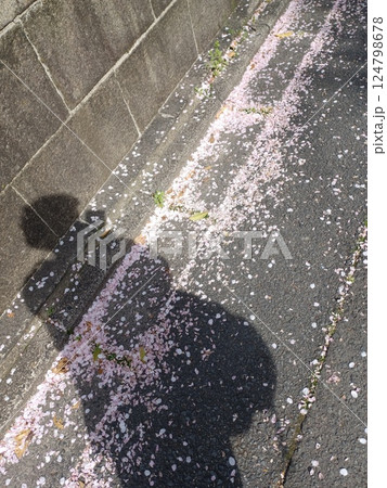 サクラ散る 影法師 124798678
