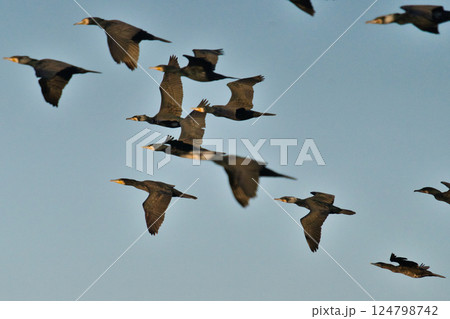 編隊飛行する水鳥の群れ 124798742