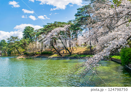 埼玉県 さいたま市 大宮公園 舟遊池(ボート池) 満開の桜 埼玉県 さいたま市 大宮公園 舟遊池(ボート池) 満開の桜 124798750