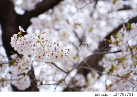 桜の花のある風景 桜の花のある風景 124798751