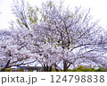 満開になった桜 124798838