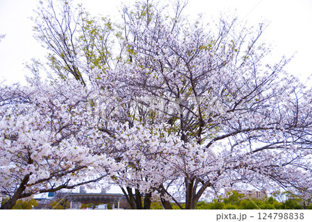 満開になった桜 124798838