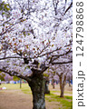 満開になった桜の木 124798868