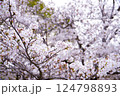 満開になった桜の花 124798893