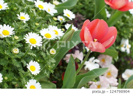 寄せ植えのデイジーとチューリップ 124798904