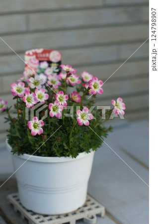 庭に咲く鉢植えのてまりの花 124798907
