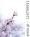 桜の花を見上げる 124798911