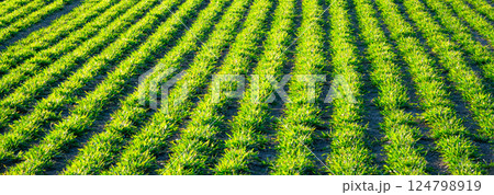 4月の北海道の秋まき小麦の綺麗に整列した風景 124798919