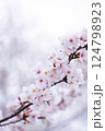 桜の花が咲いた 124798923