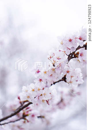 桜の花が咲いた 桜の花が咲いた 124798923