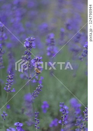 ラベンダー畑で飛ぶミツバチ 124798944
