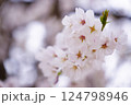 桜の花のある風景 124798946