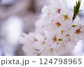 桜の花のある風景 124798965