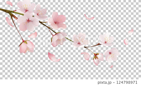 美しいピンクの桜の花 124798971