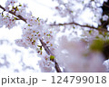 桜咲く 124799018