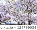 桜のある風景 124799034