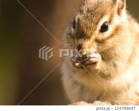 木の実を食べるリス 木の実を食べるリス 124799047
