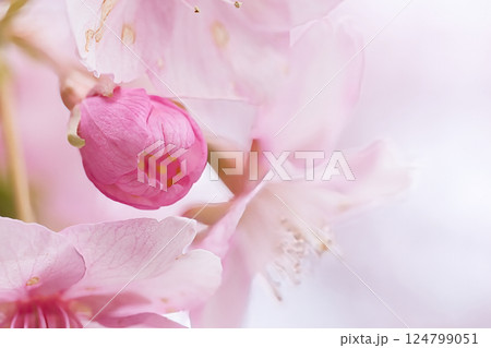 可愛い桜の蕾 124799051