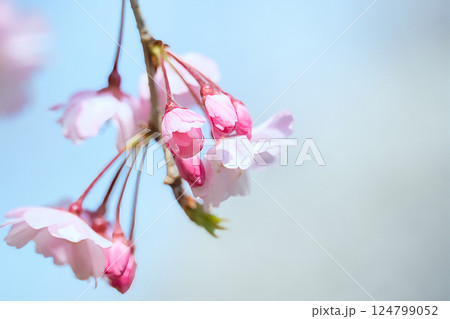 青空を背景にした桜 124799052