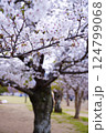 春の公園で満開になった桜の木の枝 124799068