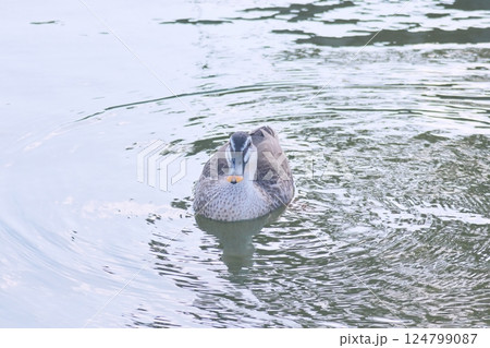 前から見るカルガモ 前から見るカルガモ 124799087
