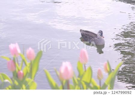 カルガモとピンクのチューリップ 124799092