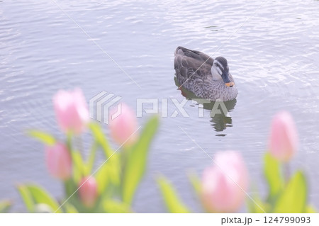 カルガモとチューリップの春の風景 カルガモとチューリップの春の風景 124799093
