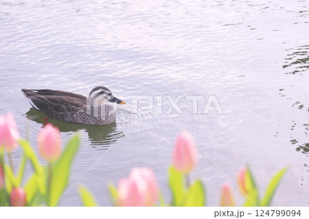 春のチューリップとカルガモの横顔 春のチューリップとカルガモの横顔 124799094