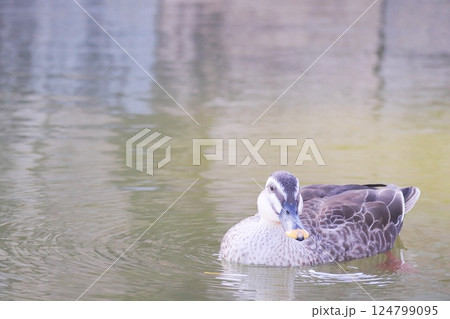 水に浮かぶカルガモ 124799095