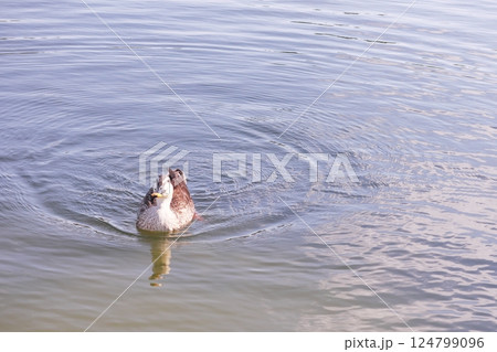 泳ぐカルガモ 泳ぐカルガモ 124799096