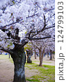 桜のある公園 124799103