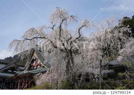枝垂れ桜が満開の身延山久遠寺とロープウエイ頂上からの風景 枝垂れ桜が満開の身延山久遠寺とロープウエイ頂上からの風景 124799134