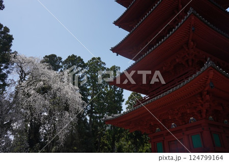 枝垂れ桜が満開の身延山久遠寺とロープウエイ頂上からの風景 枝垂れ桜が満開の身延山久遠寺とロープウエイ頂上からの風景 124799164