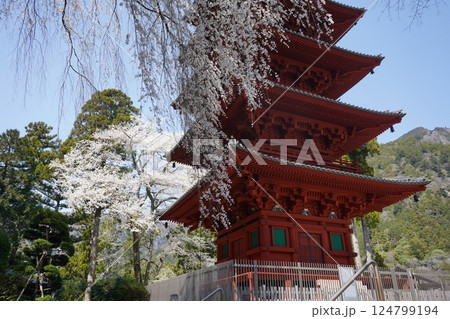 枝垂れ桜が満開の身延山久遠寺とロープウエイ頂上からの風景 枝垂れ桜が満開の身延山久遠寺とロープウエイ頂上からの風景 124799194