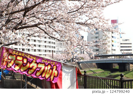 満開の桜と屋台が並ぶ柏尾川プロムナード 124799240
