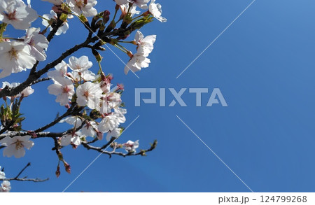 青空に映える桜 124799268
