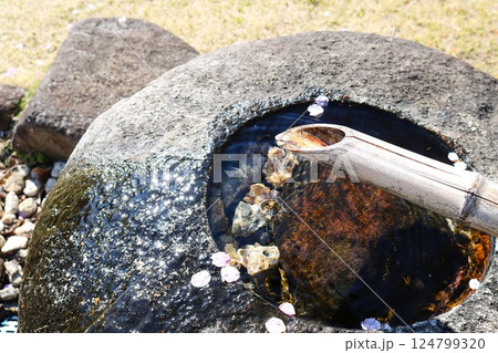 おもむきある桜の花びらが漂う石鉢　春の散策 124799320