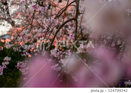 春の夕日に照らされる枝垂れ桜 124799342