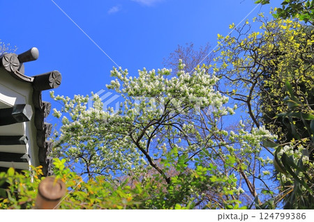 本行寺境内の利休梅 荒川区西日暮里三丁目 本行寺境内の利休梅 荒川区西日暮里三丁目 124799386