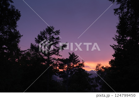 木々の間から見える夕空 木々の間から見える夕空 124799450