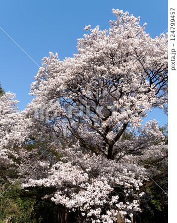 春の青空に映える満開の桜 124799457